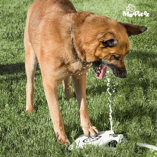 My Pet Ez Wasserfontäne mit Pedal